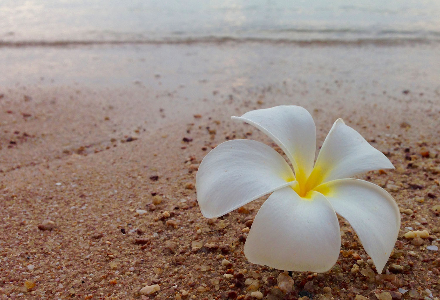海滩上的香脆花
