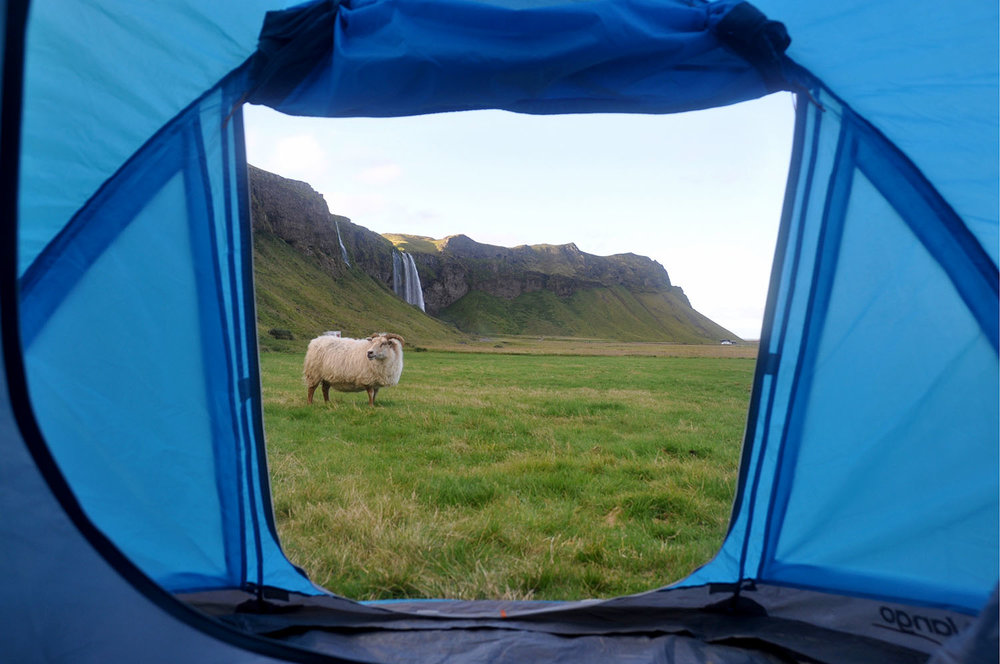 冰岛露营羊和瀑布