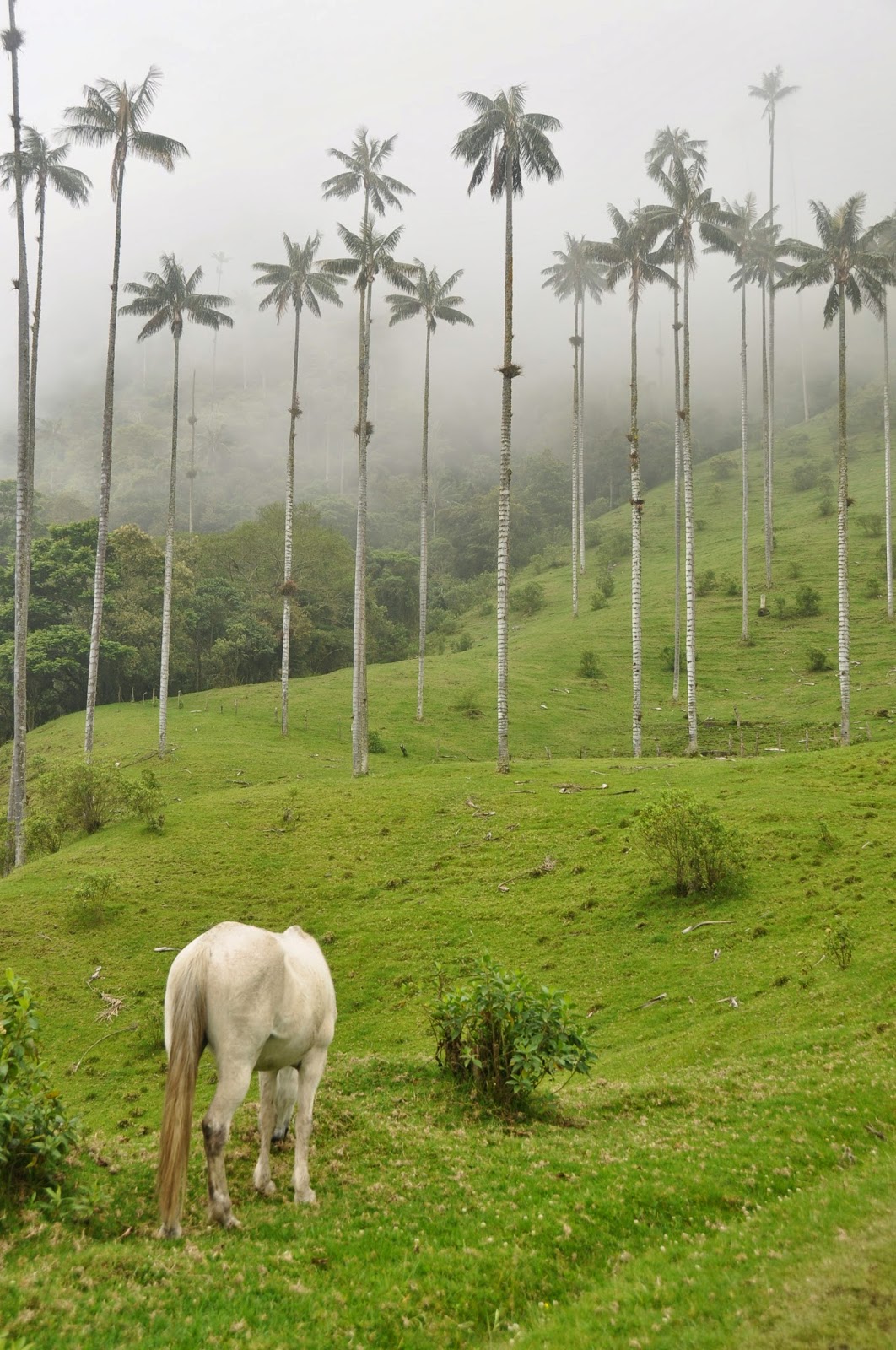 Valle De Cocora White horse Salento Colombia