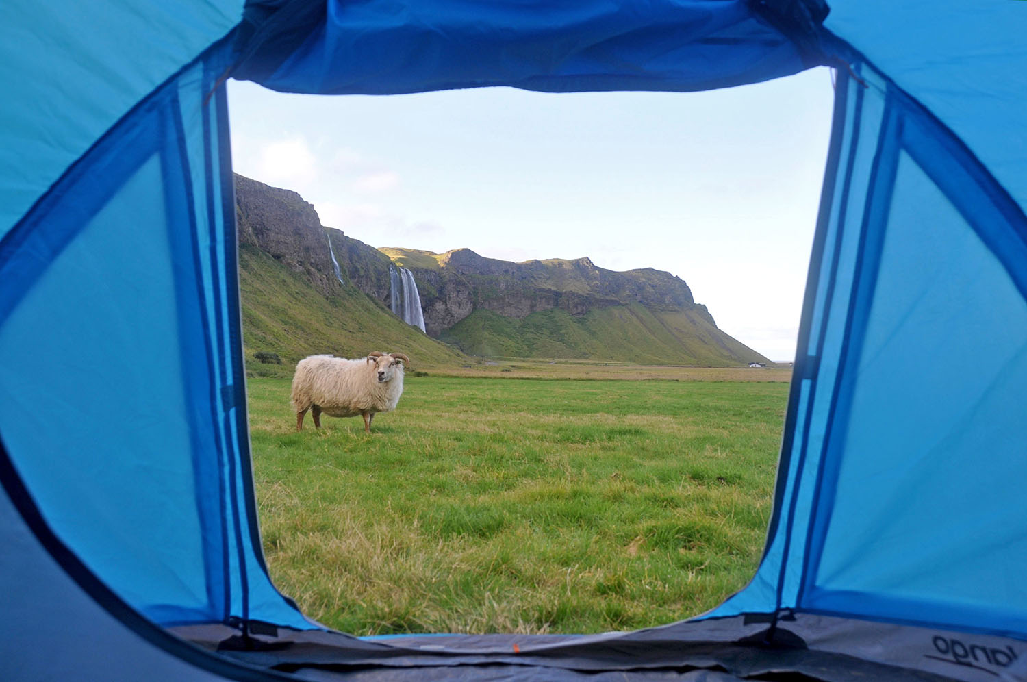 冰岛羊露营