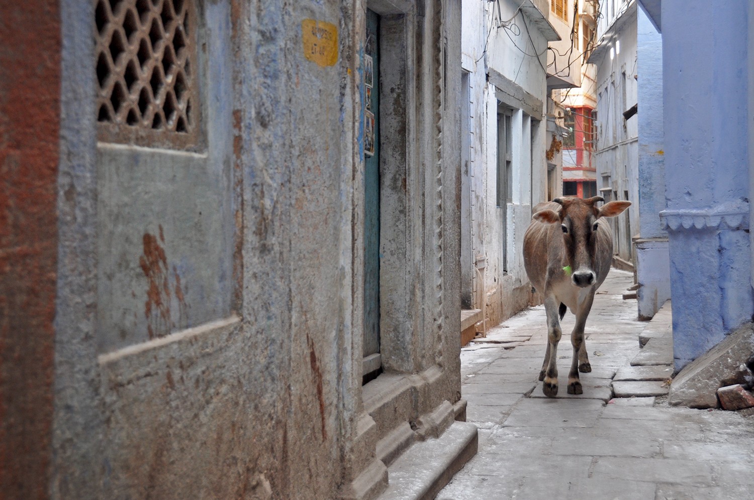印度街上的牛