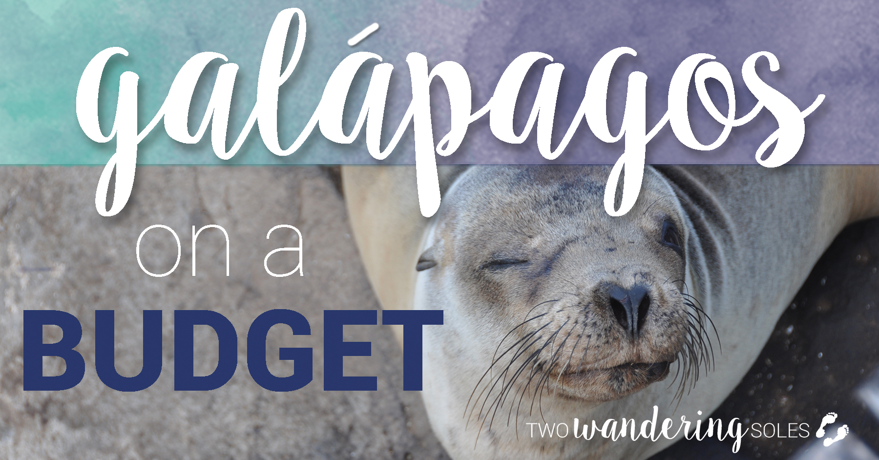 加拉帕戈斯群岛上一只预算海狮