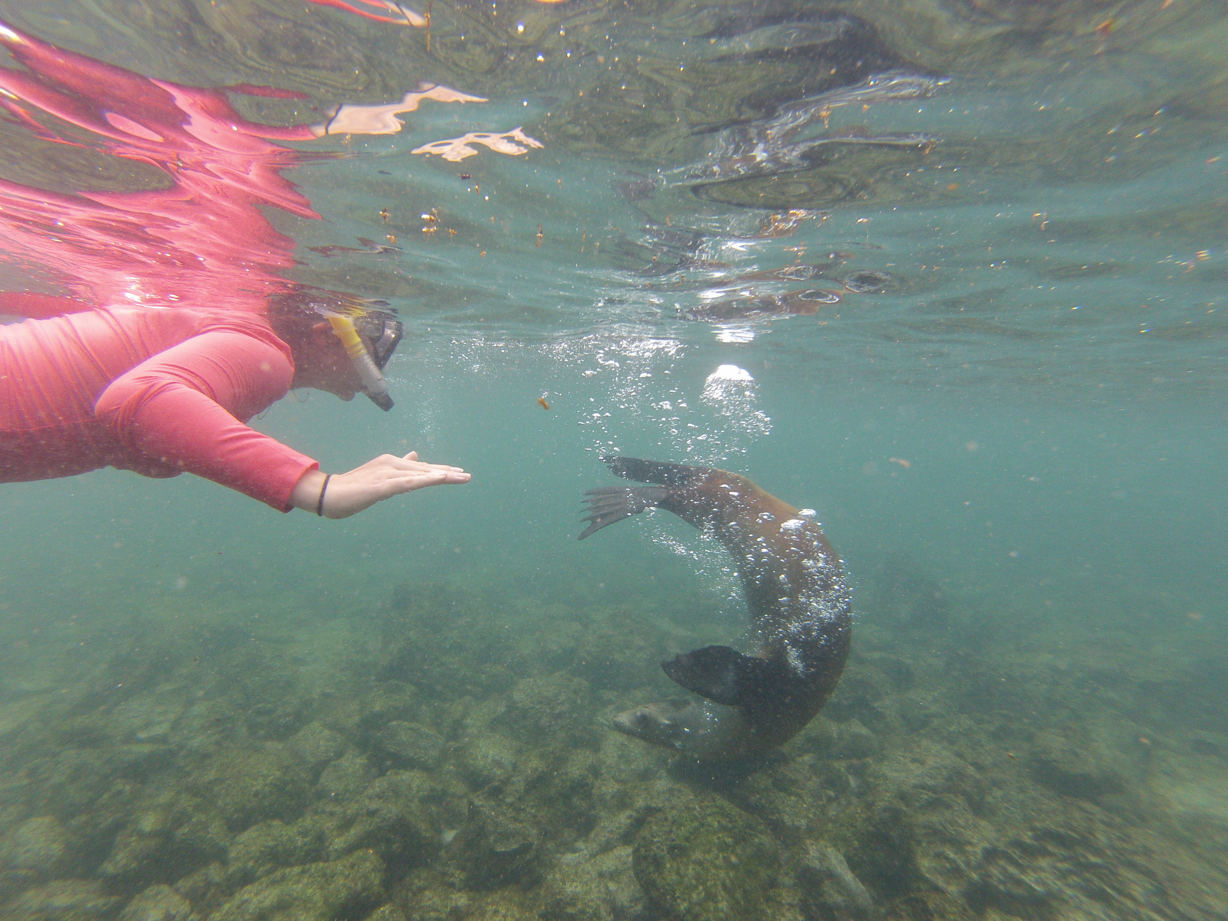 在加拉帕戈斯群岛和海狮一起浮潜
