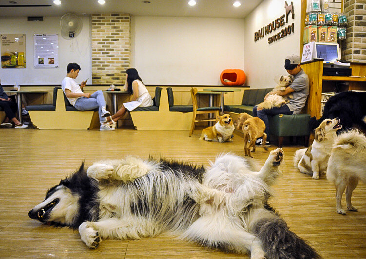 在首尔|狗咖啡馆Bau House做的事情