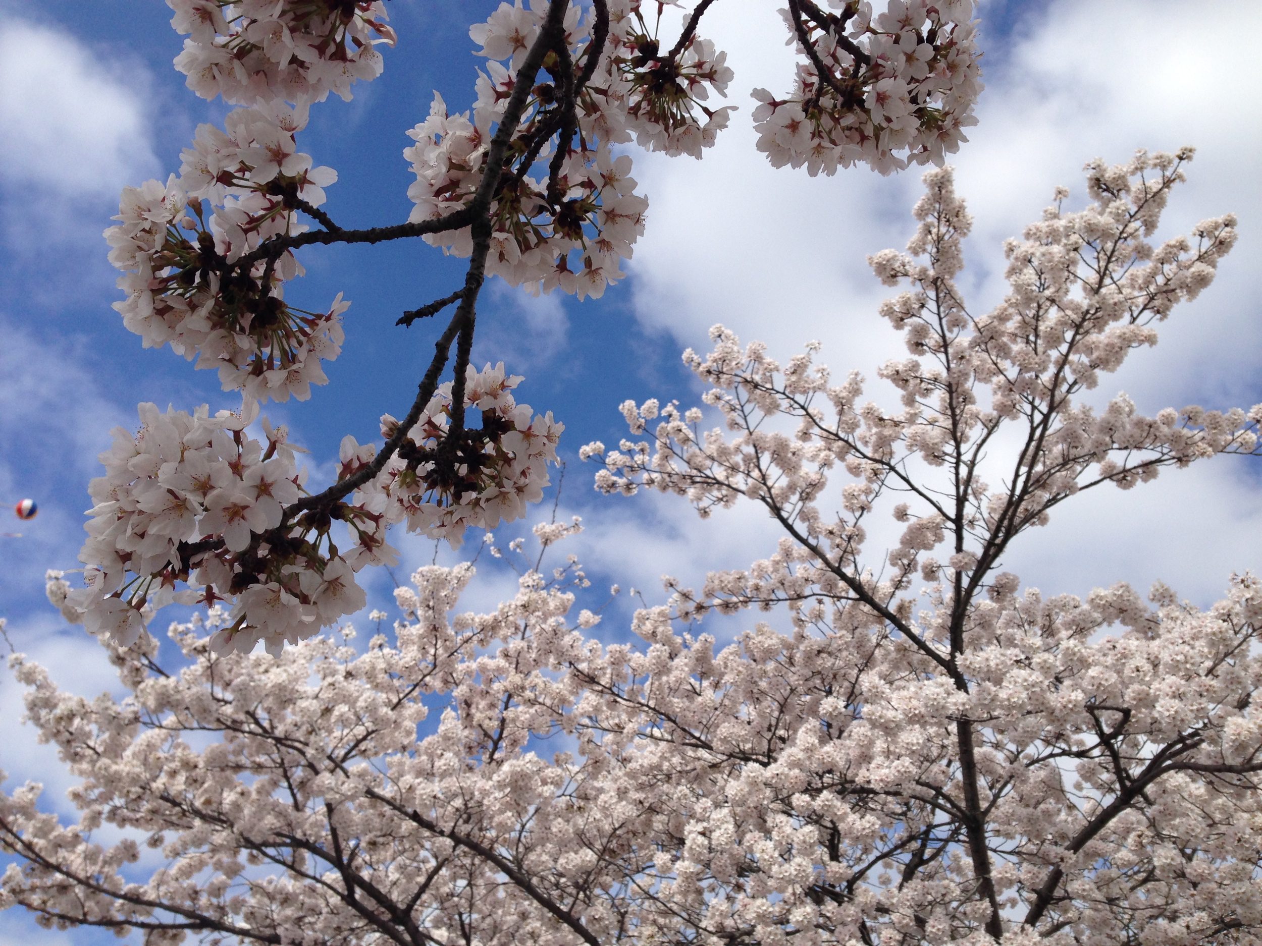 韩国樱花节遗愿清单