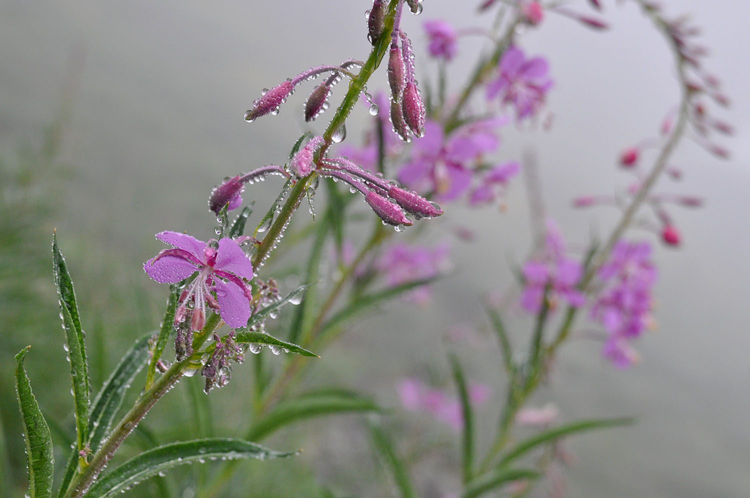 雨滴落在花朵上