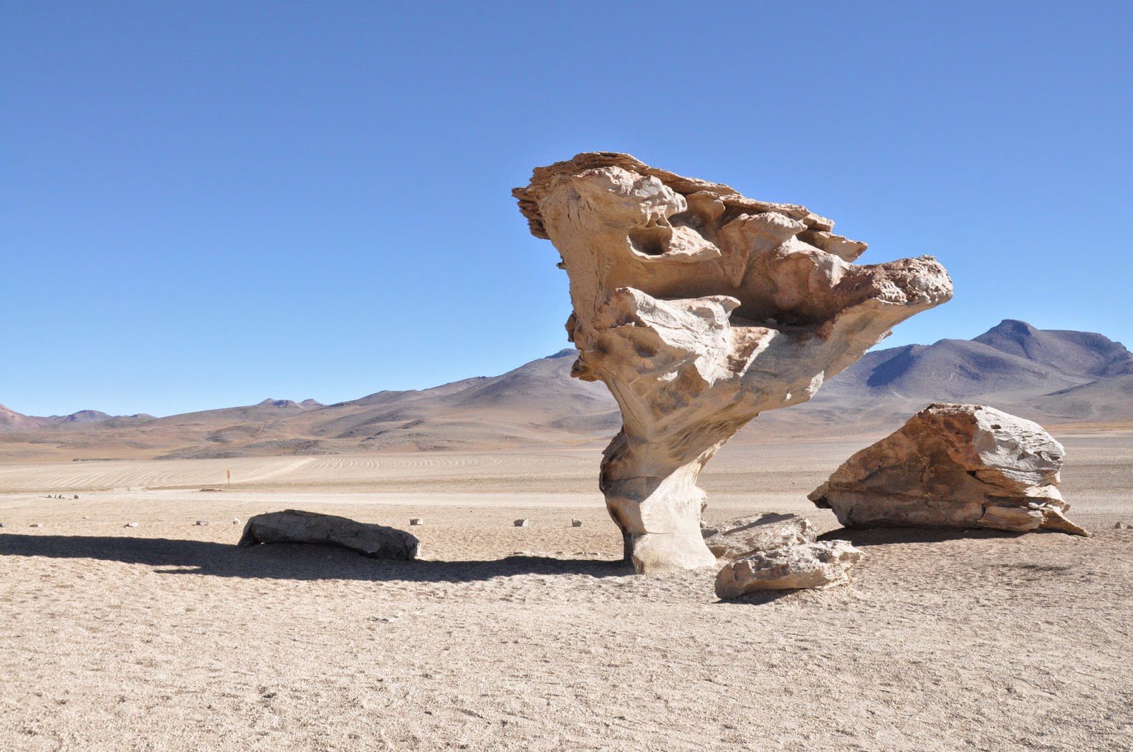 玻利维亚乌尤尼盐沼树岩组