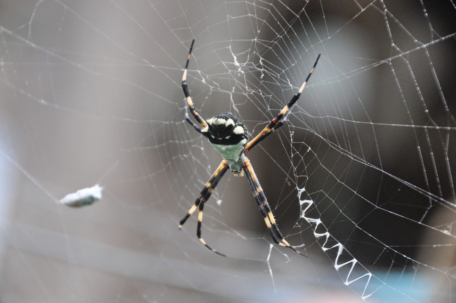 蜘蛛Finca Verde农场厄瓜多尔