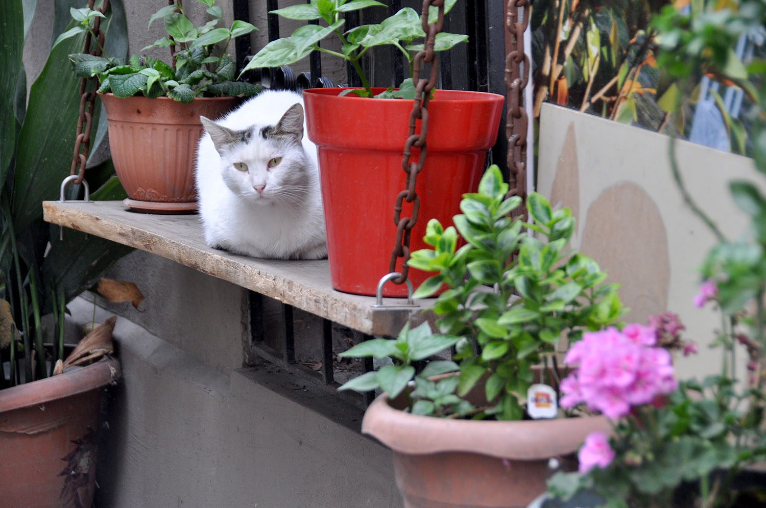 土耳其的猫