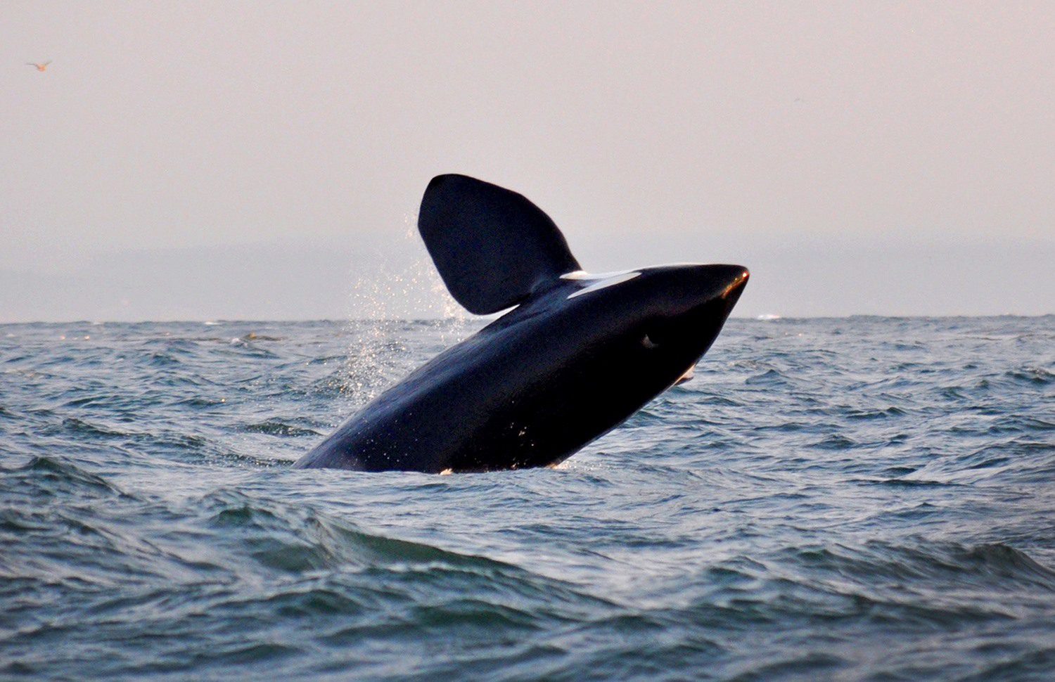 观看维多利亚岛的鲸鱼