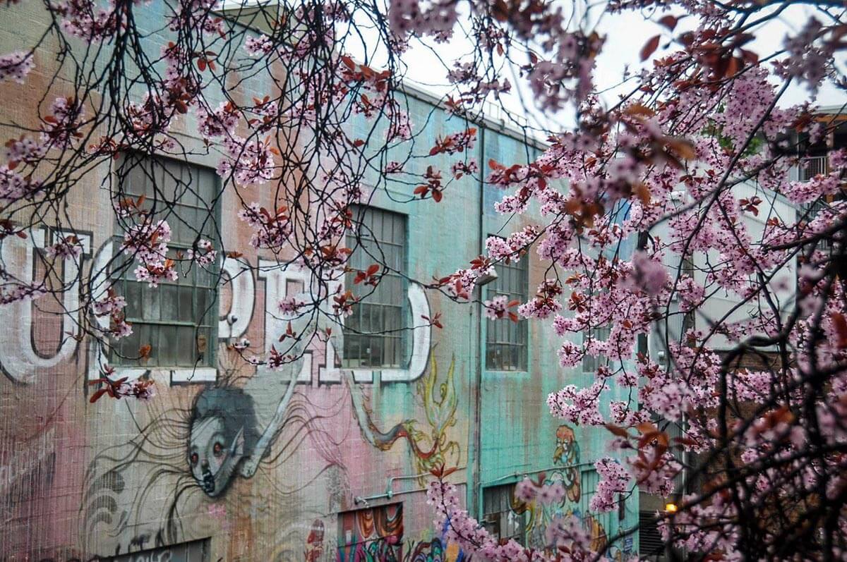西雅图的樱花店