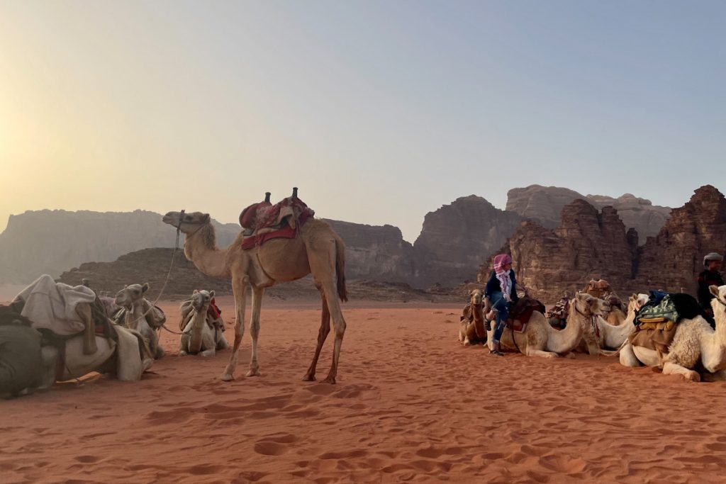约旦瓦迪拉姆沙漠的骆驼