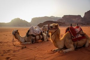 Wadi Rum Jordan的骆驼