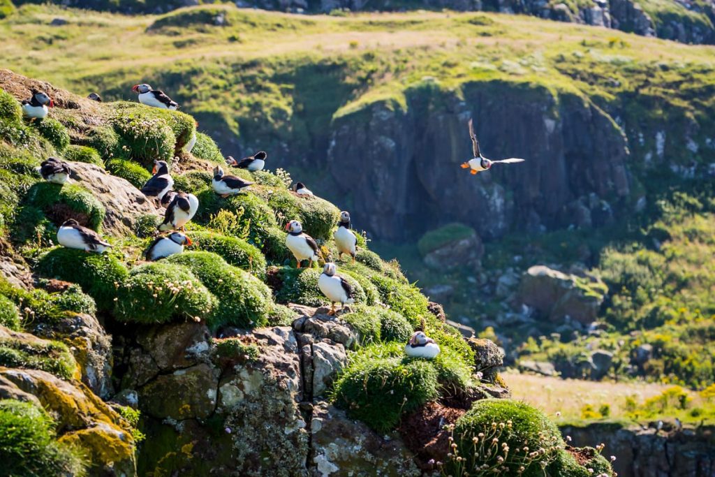 苏格兰马尔岛上的海雀