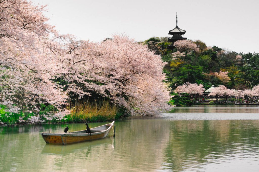 本草谷，横滨，日本樱花