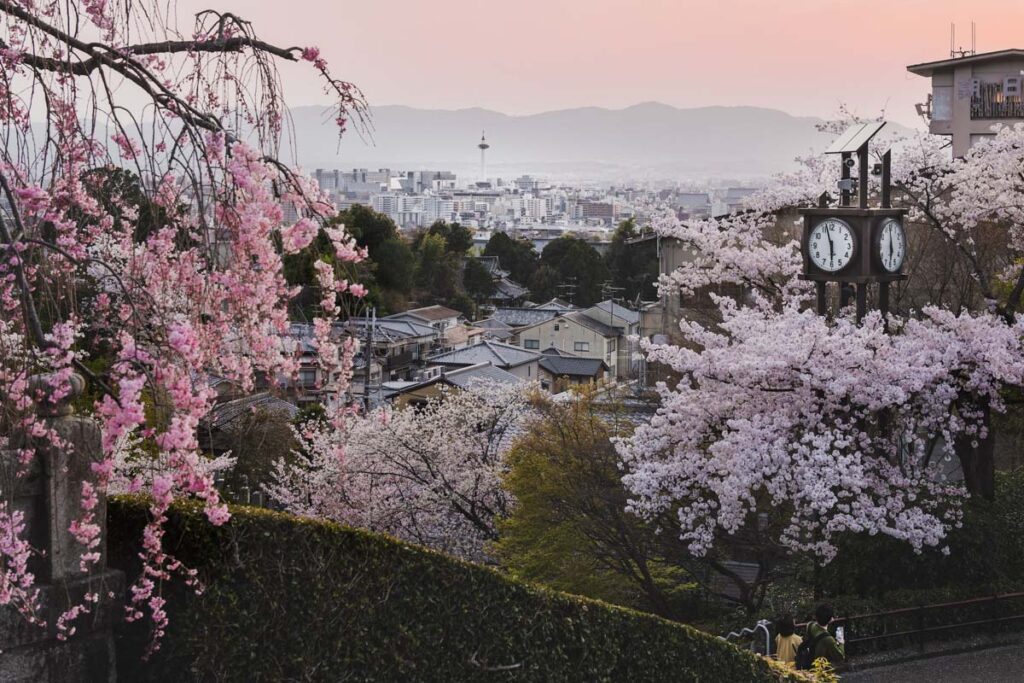 京都樱花