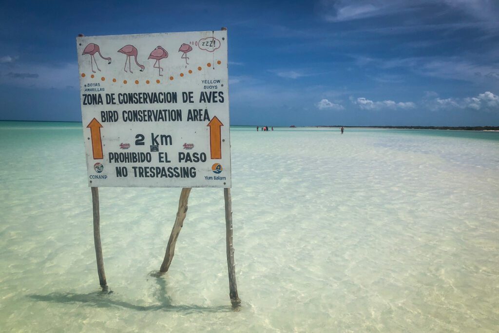 火烈鸟与墨西哥的Isla Holbox签约