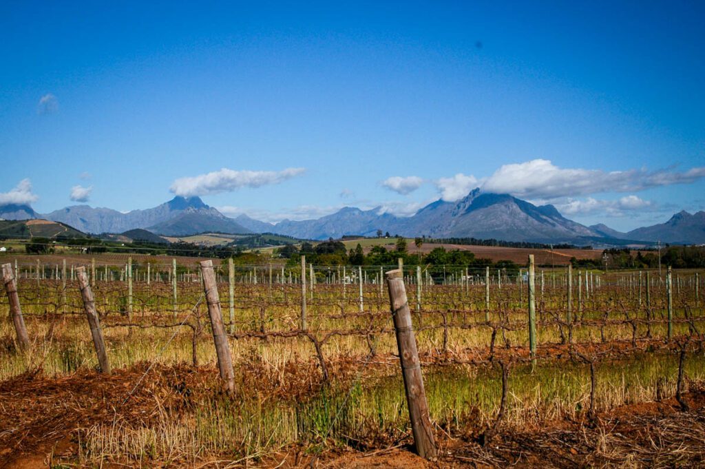 Stellenbosch的Simonsig葡萄酒农场