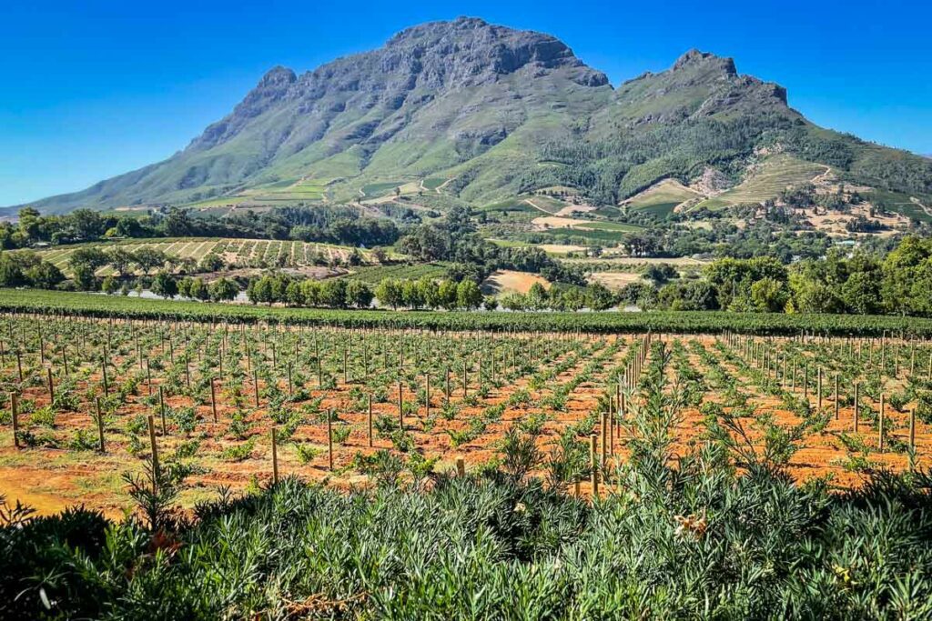 Delair Graff葡萄酒农场在Stellenbosch