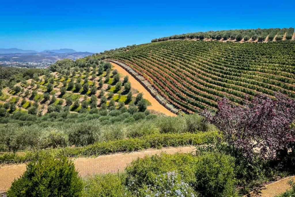 Stellenbosch的Tokara葡萄酒农场