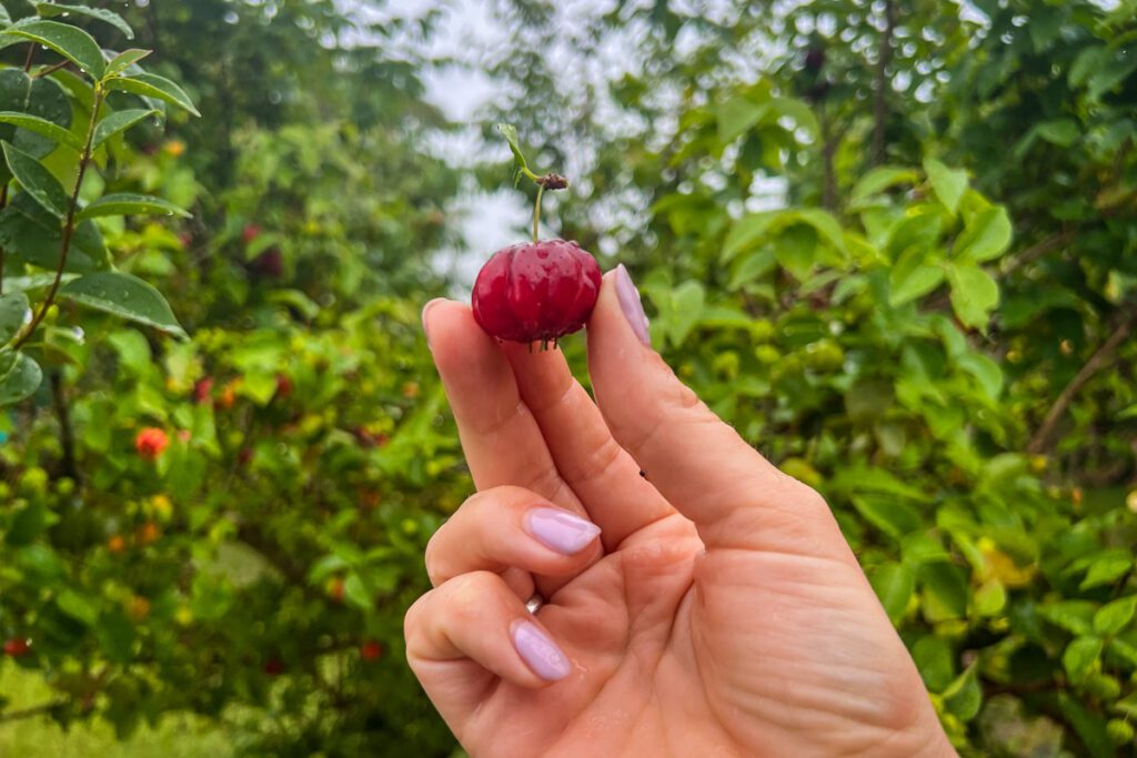 咖啡樱桃科纳夏威夷大岛