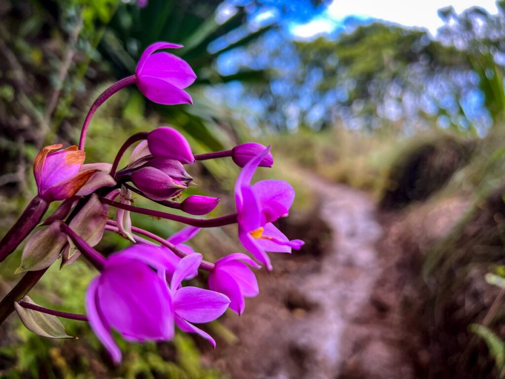 鲜花卡拉劳小径