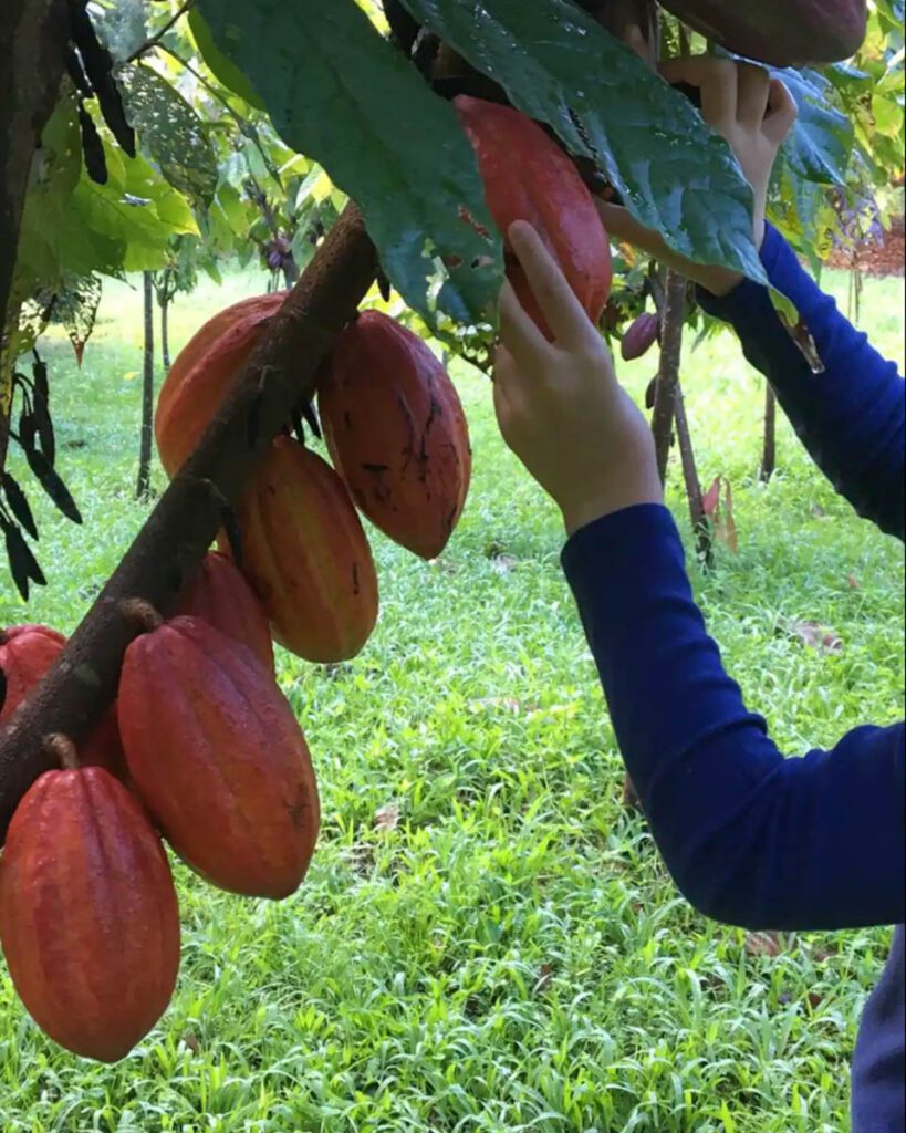 Sharkey’s Farm Tour Hilo Hawaii (Airbnb)